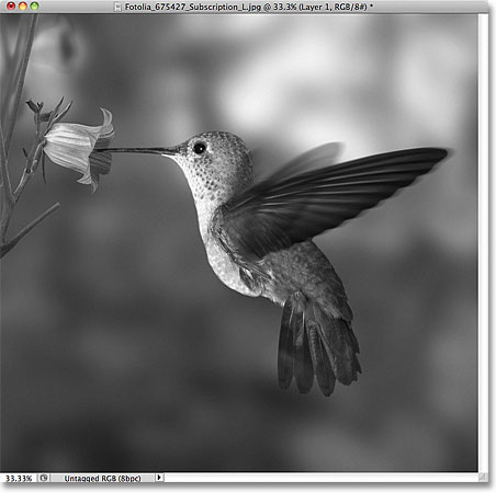 command for photo negative on mac